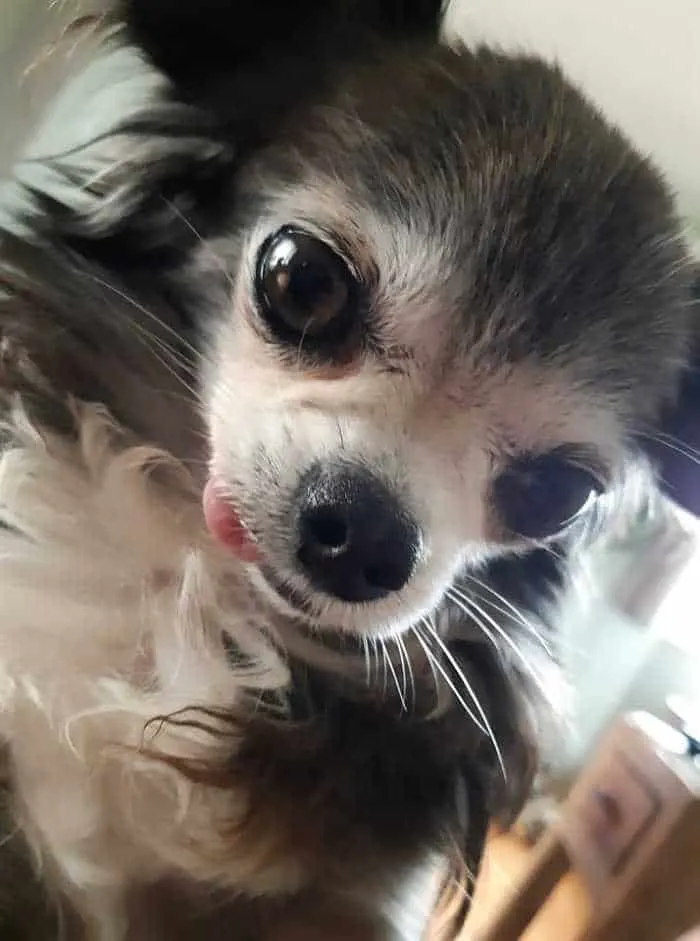 cute long haired chi with tongue out