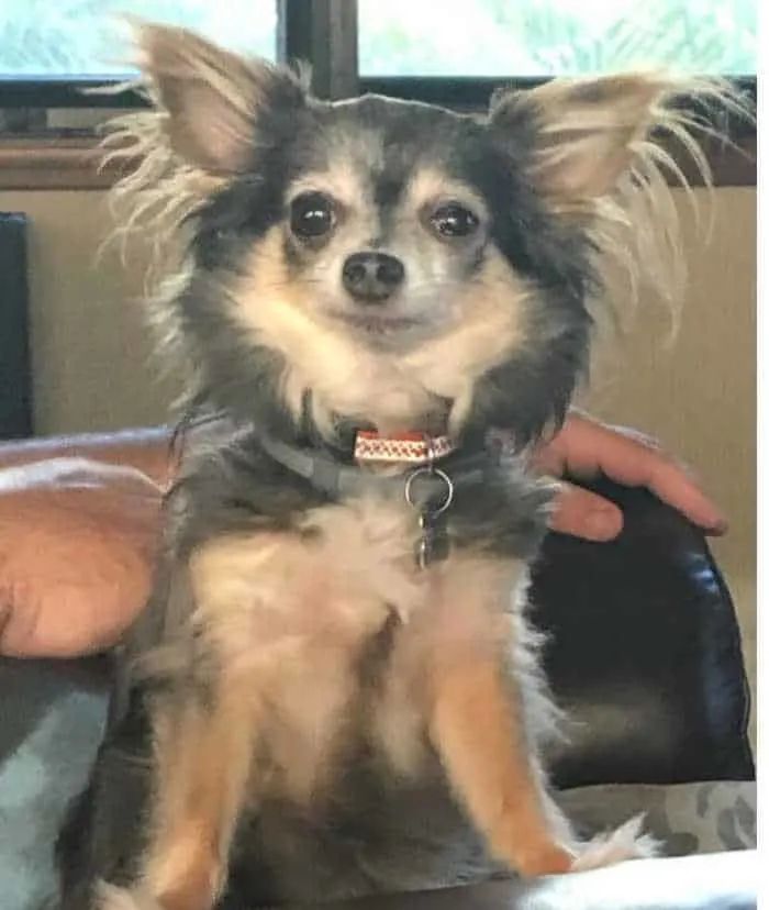 long haired chi sitting up