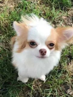white and red long hair chihuahua