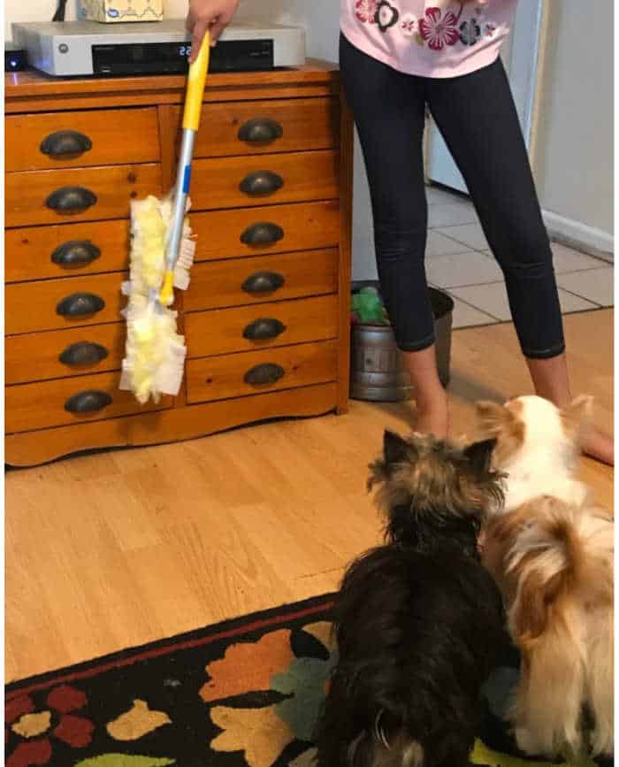 girl dusting with yorkie dog and chihuahua dog