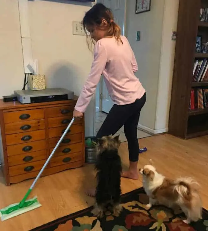 girl mopping with Swiffer mop while 2 dogs watching
