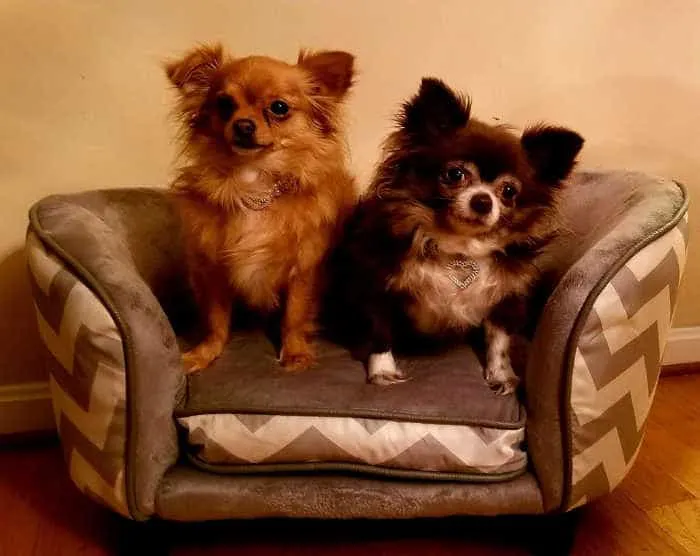 2 long haired chihuahuas sitting on tiny couch