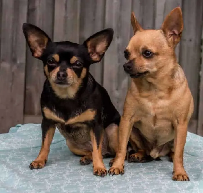 2 chihuahuas