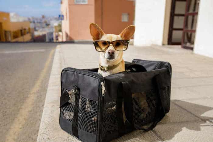Chihuahua in travel bag wearing glasses.