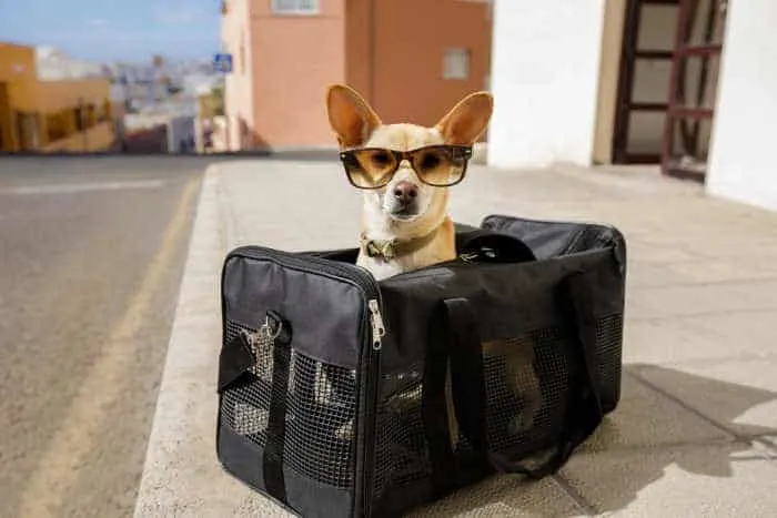 Chihuahua dog wearing eyeglasses sitting in travel bag.