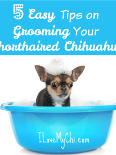 chihuahua getting bath in blue tub