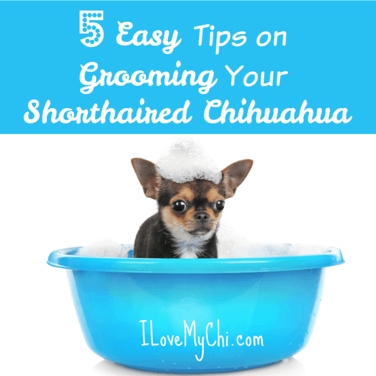Chihuahua getting bath in blue tub.