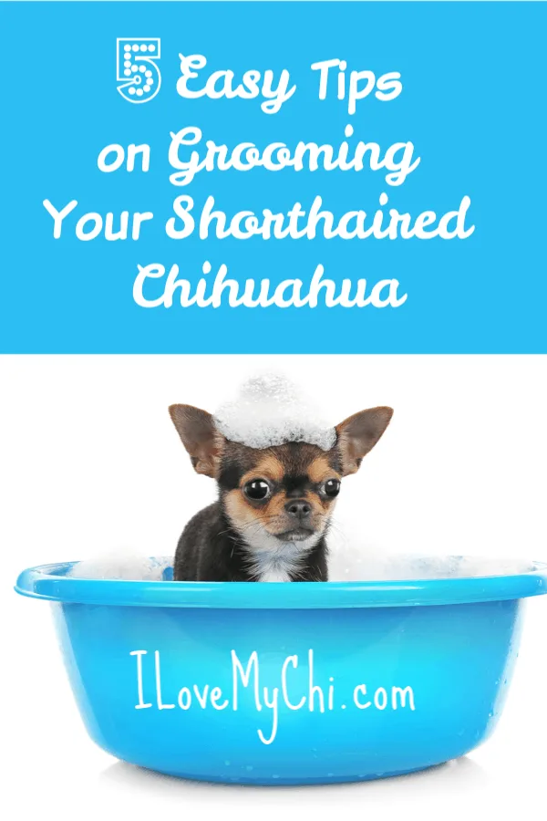 5 Easy Tips on Grooming Your Shorthaired Chihuahua I Love My Chi