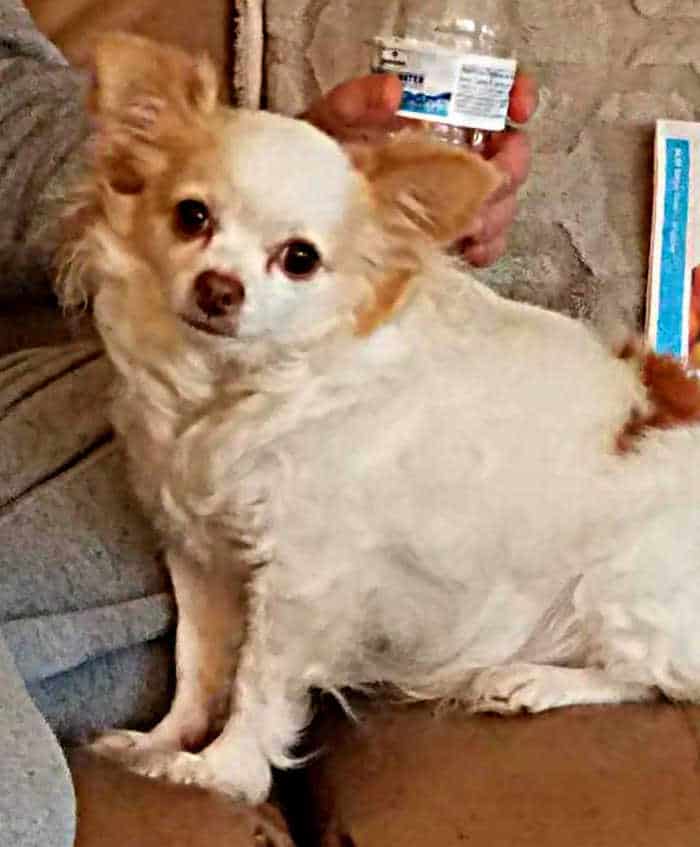white and red long hair chihuahua