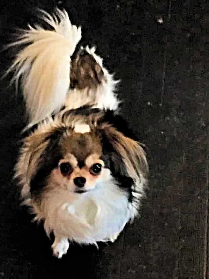 tri color long hair chihuahua