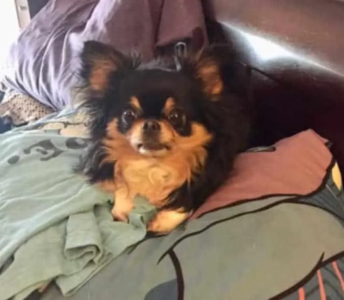 long hair chihuahua