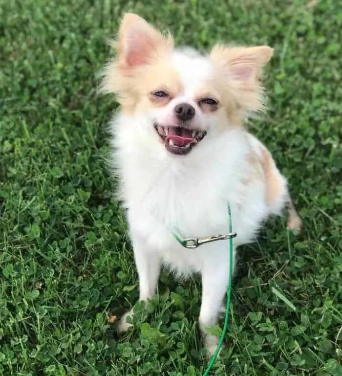 white and red long hair chihuahua