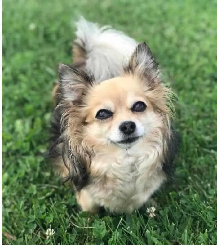 long haired chihuahua