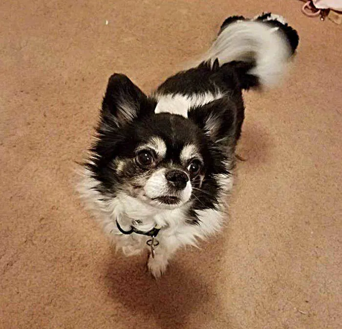 black and white long hair chihuahua