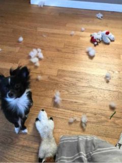 Boo the chihuahua puppy making a mess