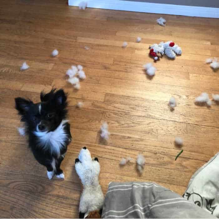 Boo the chihuahua puppy making a mess