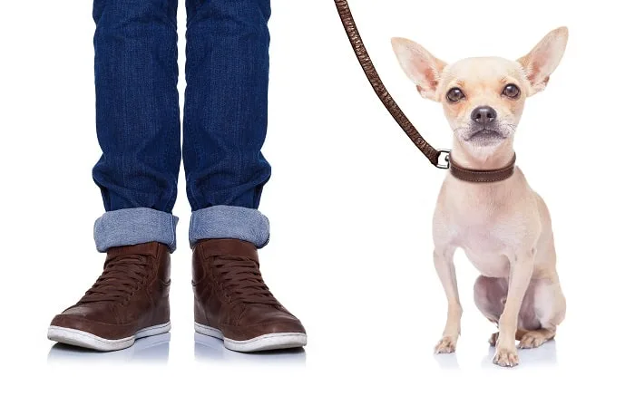 sitting chihuahua on leash next to human legs