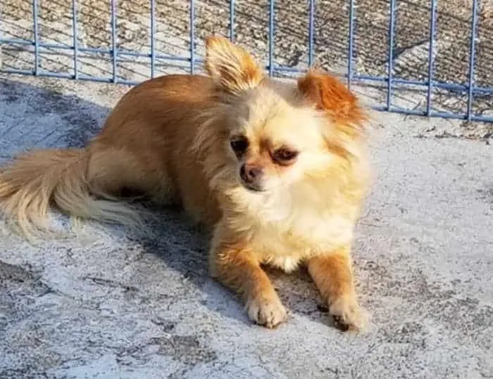 fawn colored long hair chihuahua