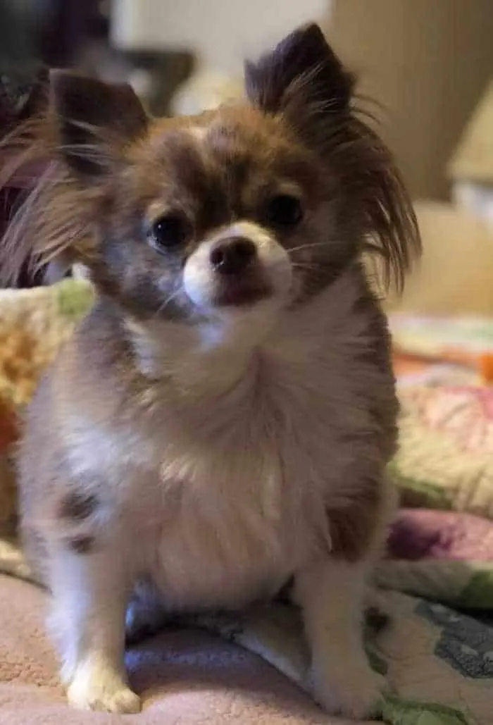 long haired chihuahua