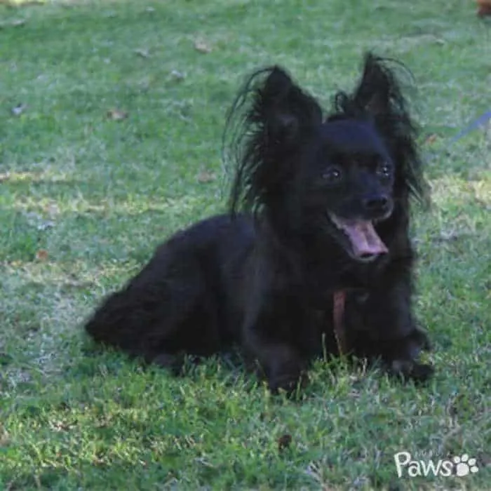 black long hair chihuahua