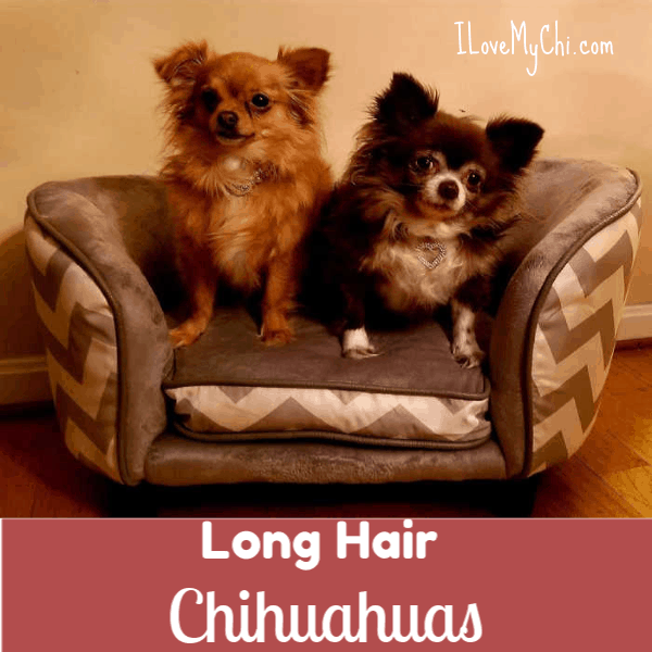 2 long hair chihuahuas sitting on tiny couch