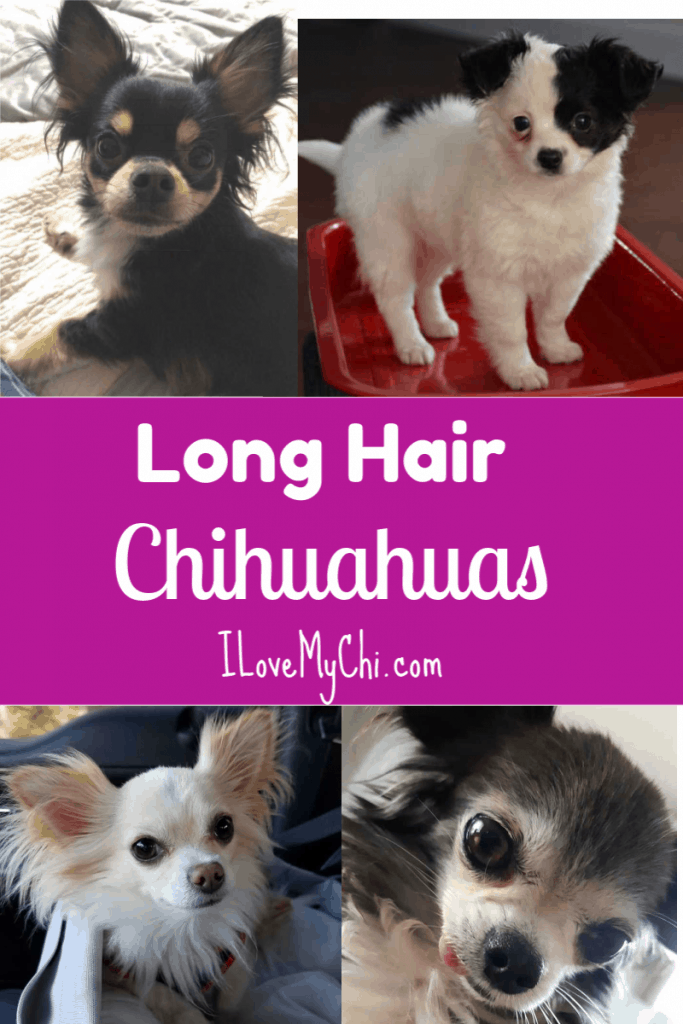 Various photos of long haired Chihuahuas.