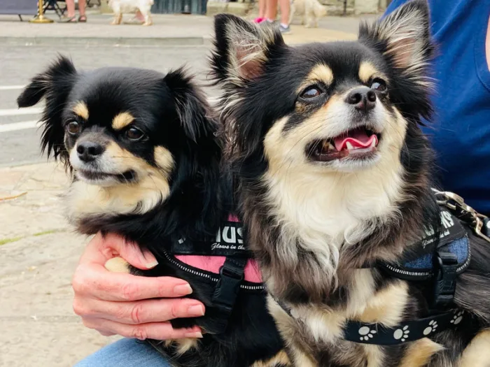 2 long hair chihuahuas sitting together