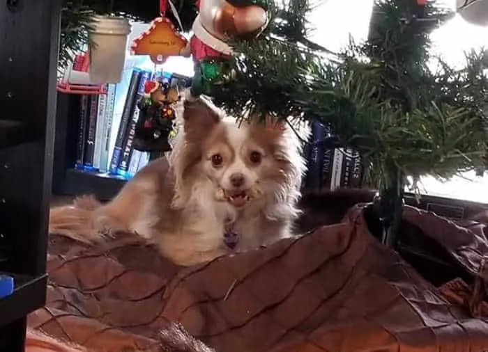 long hair chihuahua sitting under Christmas tree