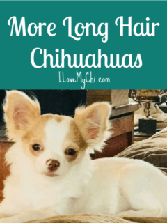 fawn and white long hair chihuahua