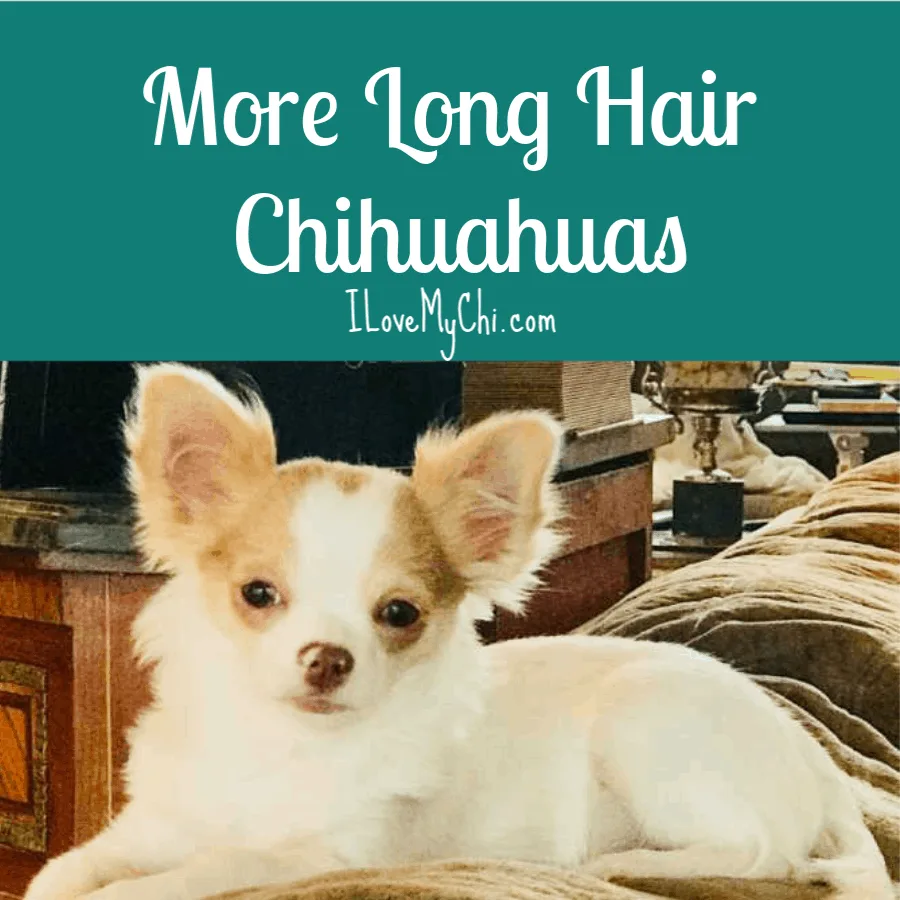 Fawn and white long hair chihuahua.