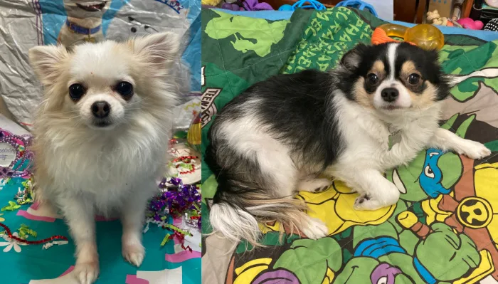 2 long haired chihuahuas