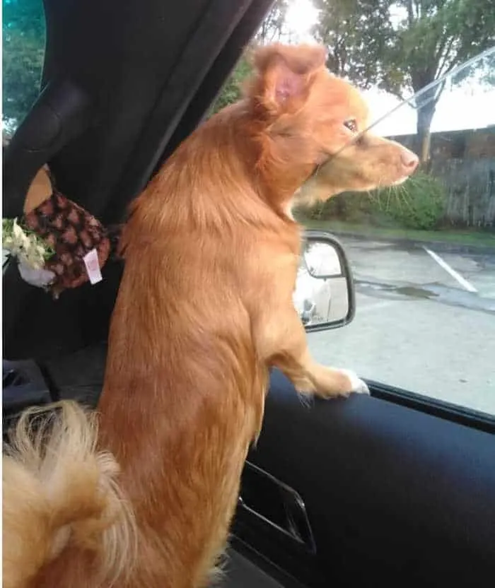 fawn long hair chihuahua looking out car window