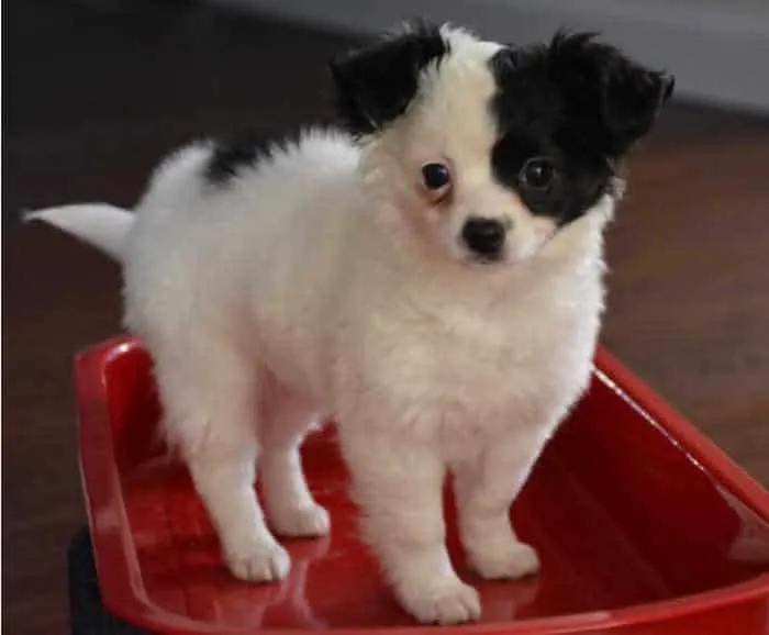 white and black chihuahua puppy