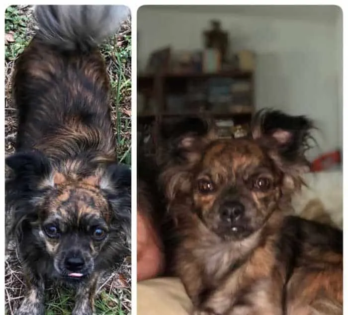 brindle colored long hair chihuahua