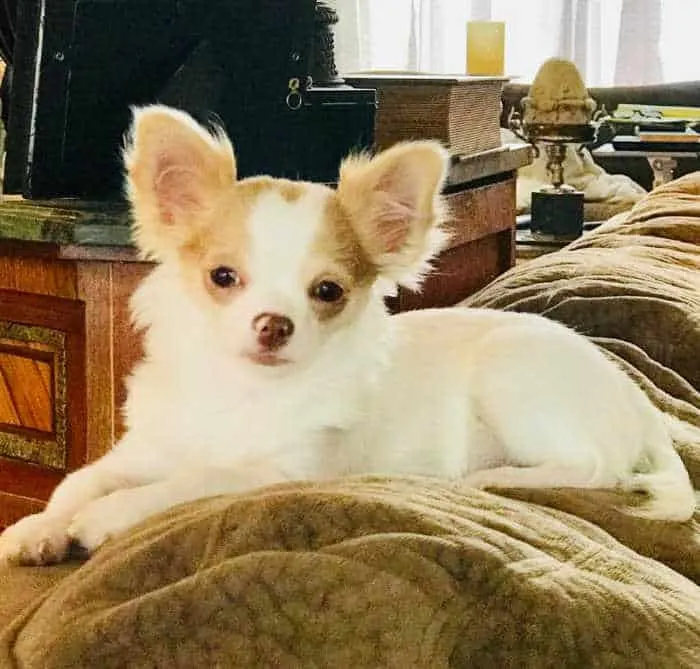 white with red long hair chihuahua puppy