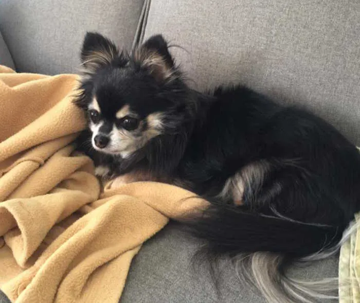 black and white long hair chihuahua