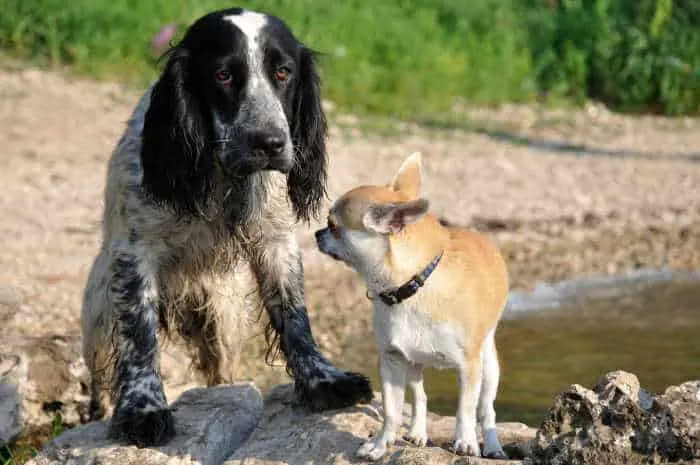 big spaniel with small chihuahua outside