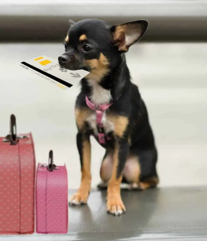 chihuahua with travel tickets in mouth and pink suitcases