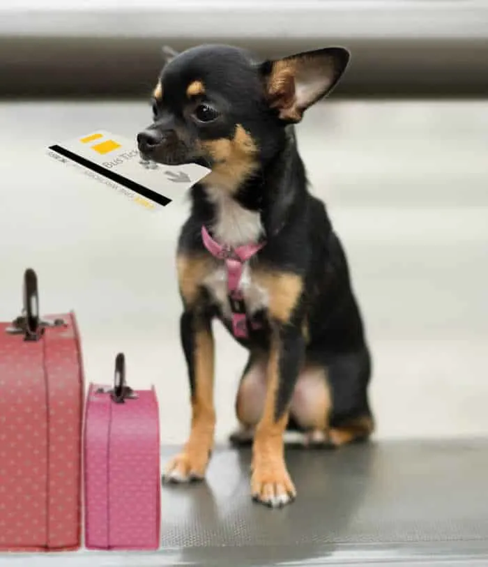 Premium Photo  Travel bag and chihuahua