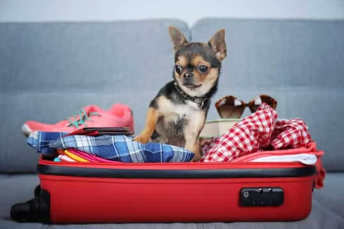 Chihuahua in red suitcase.