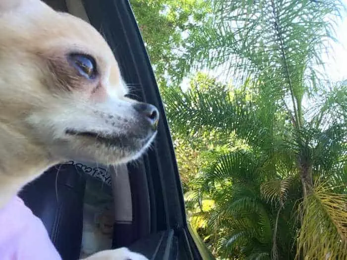 Chihuahua looking out car window.