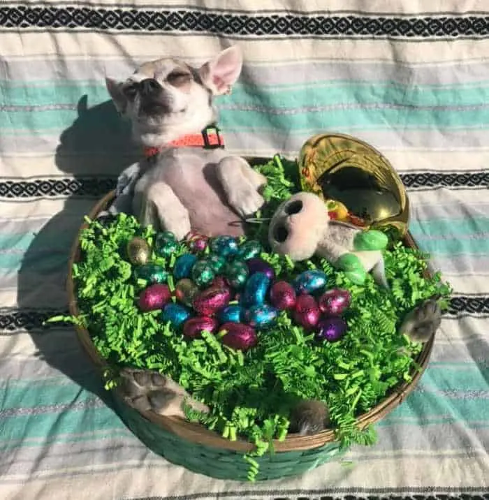 chihuahua sunning himself in an Easter Basket