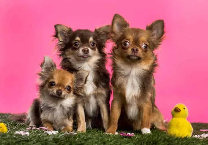 3 chihuahuas with Easter stuff