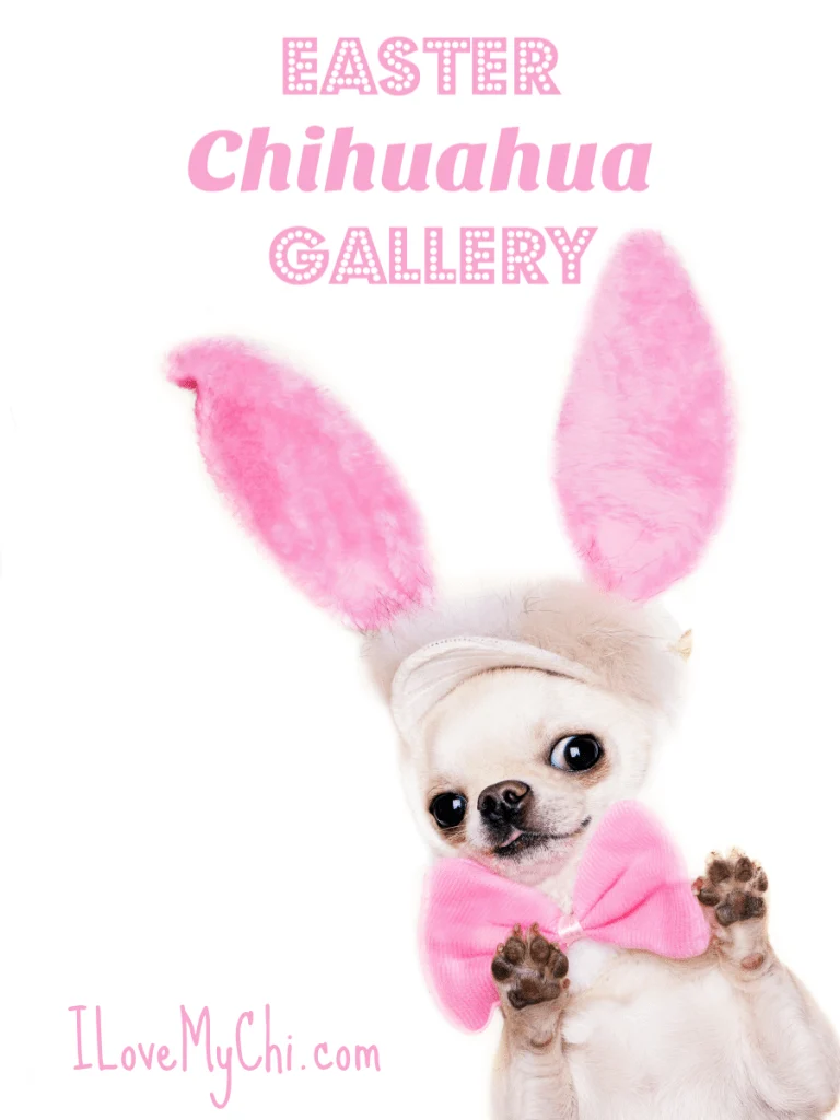 chihuahua with paws in air and wearing Easter bunny ears