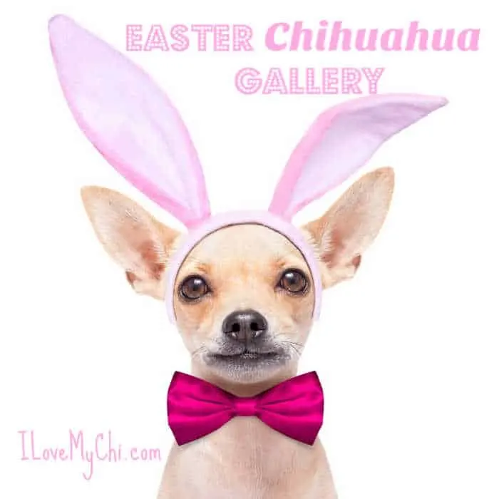 Chihuahua in Easter bunny ears