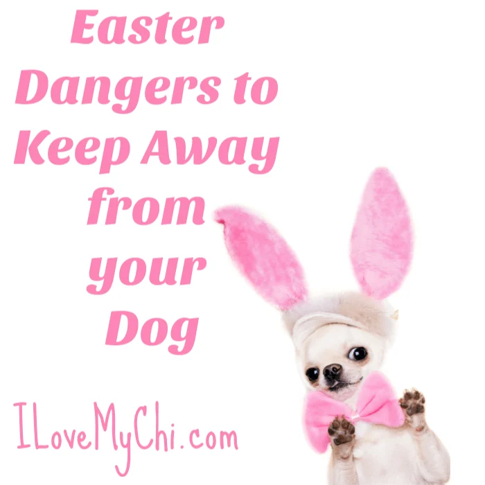 chihuahua wearing pink Easter bunny ears