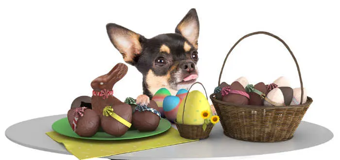 chihuahua with Easter basket with chocolate