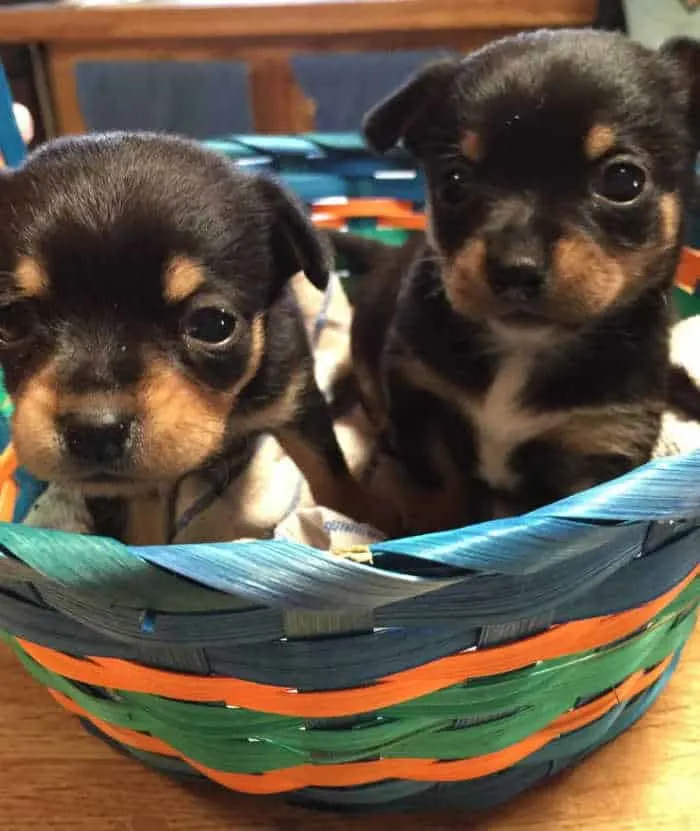 2 chihuahua puppies in a Easter puppies