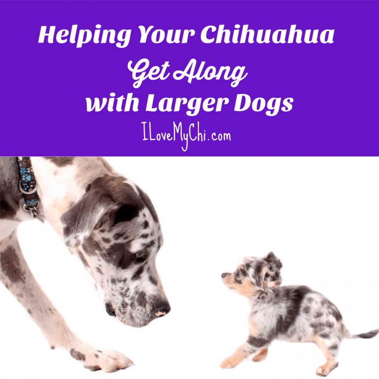 Great Dane looking at Chihuahua puppy