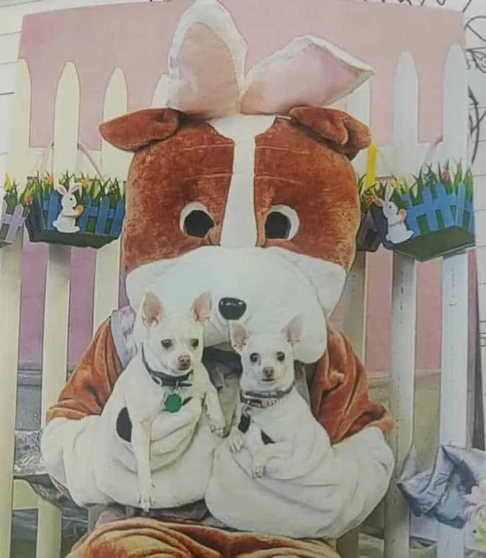 2 white chihuahuas sitting on Easter bunny's lap